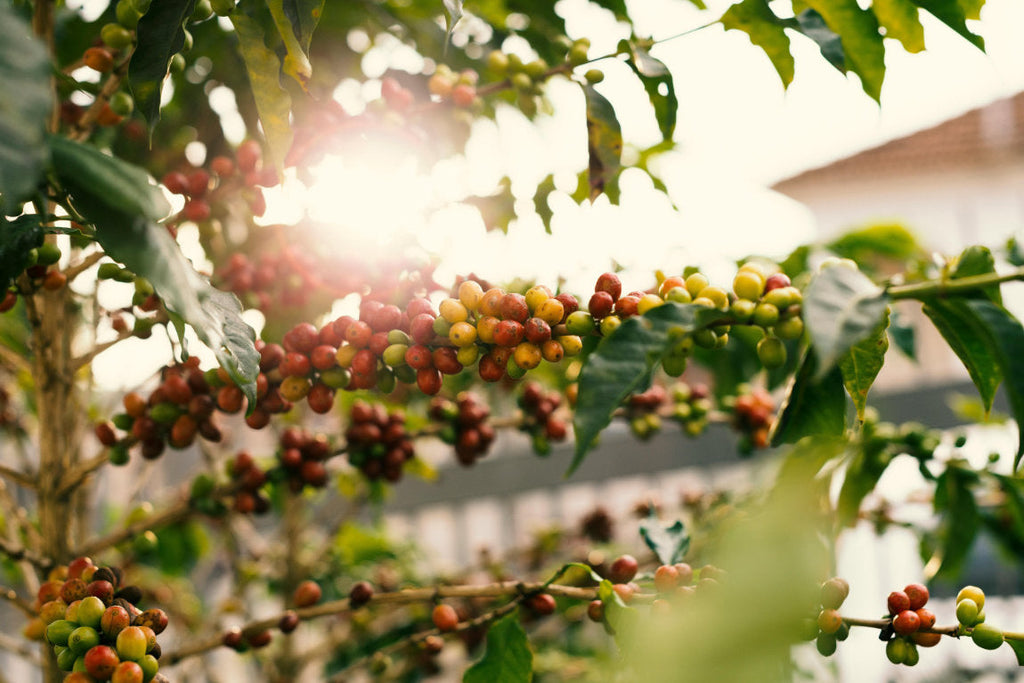 The Journey of Coffee: From Cherry to Cup