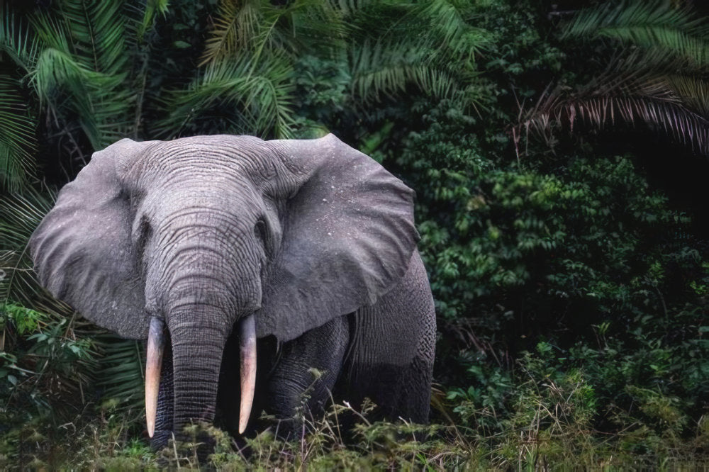 The Symbolism of Elephants Across Cultures: A Global Perspective, and Why Elephas Coffee Chose the Elephant as Their Logo