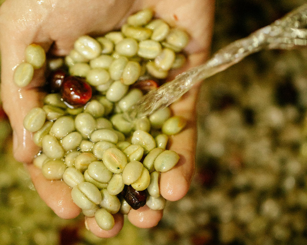 Exploring the Art and Science of Coffee Processing Methods