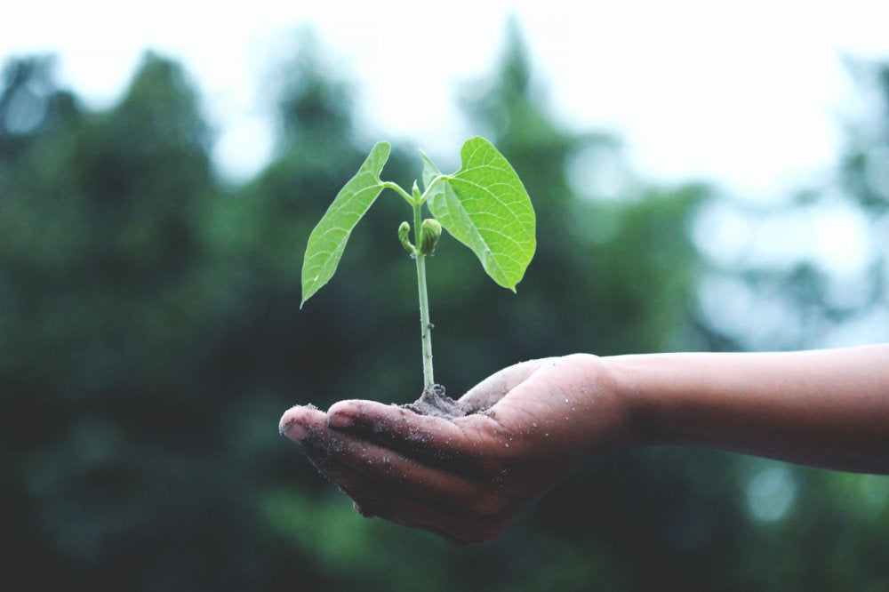 Why Sustainability Matters: Nurturing a Greener Future